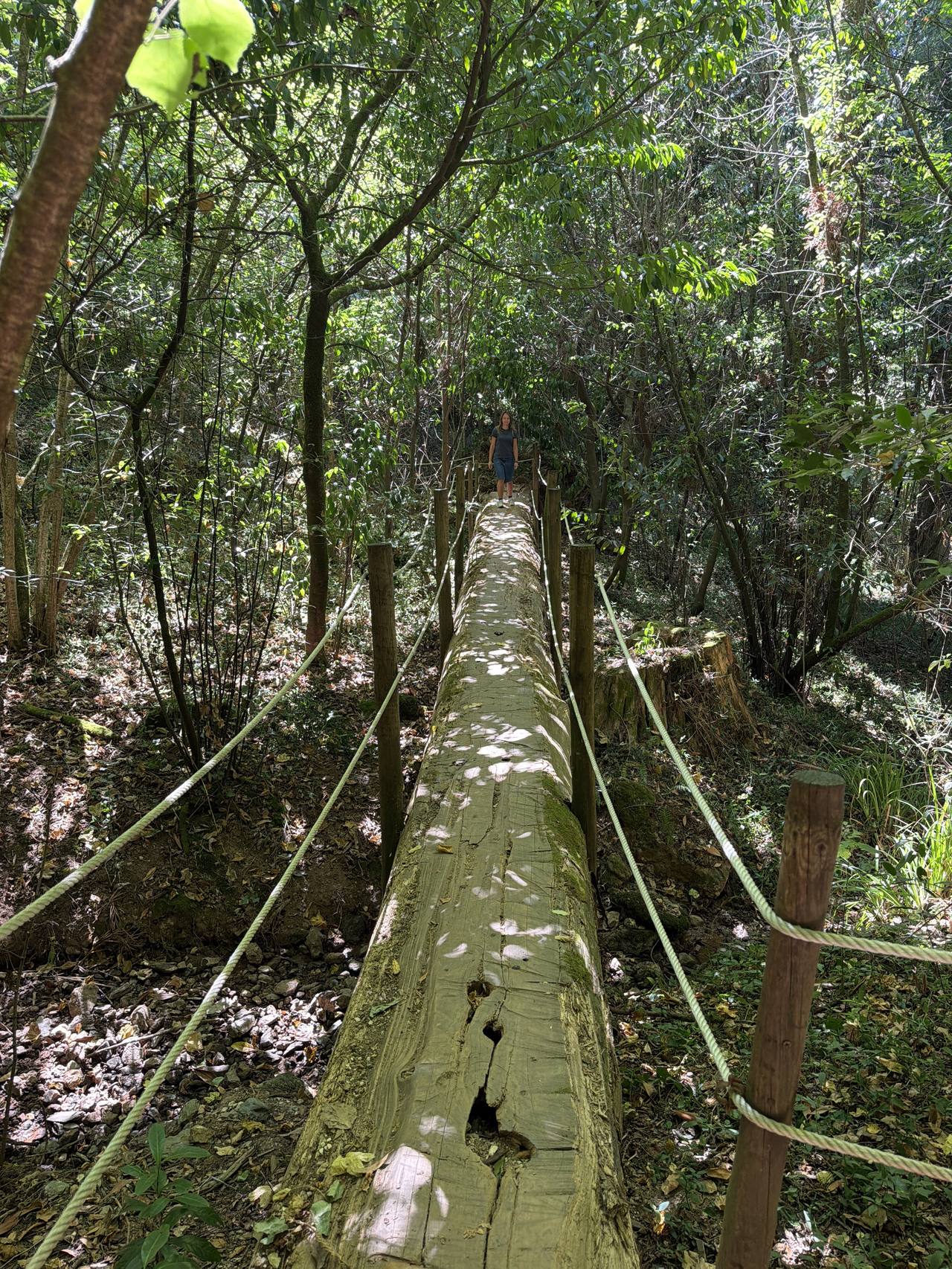 Walking a fallen log used as a footbridge with rope handrails, dappled light through Buçaco forest.