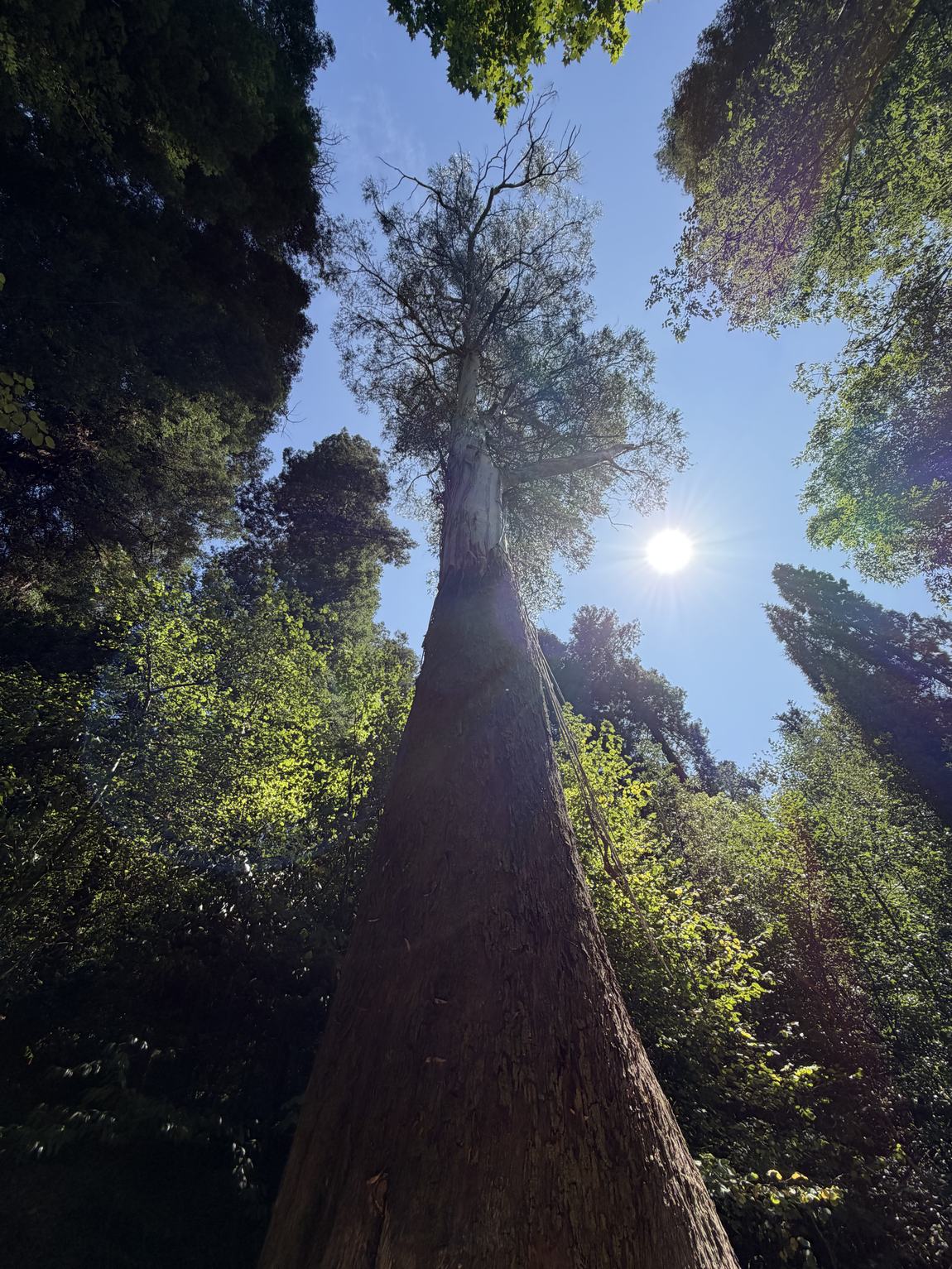 Looking straight up the trunk of a towering tree toward the sun breaking through the canopy.
