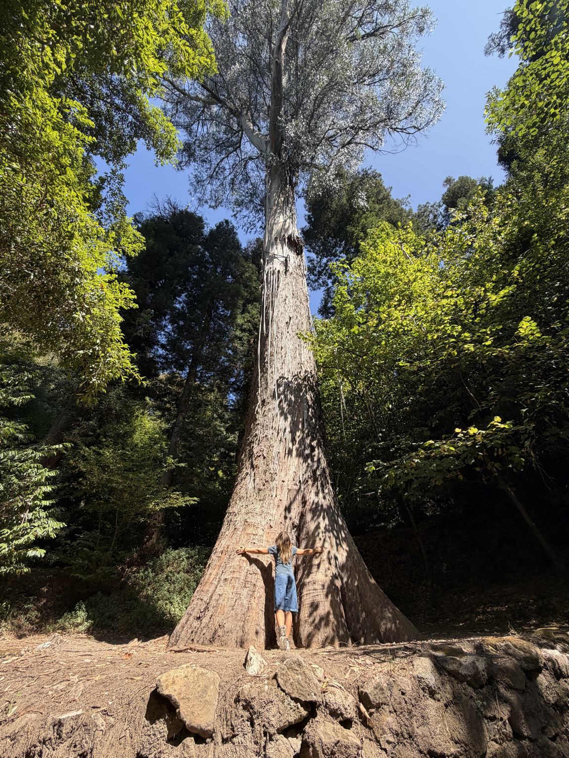 A person standing with arms outstretched at the base of the enormous Eucalipto Gigante, dwarfed by its vast trunk.